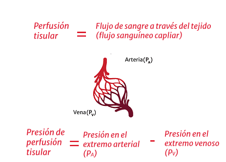 Una perfusi&oacute;n adecuada requiere una presi&oacute;n arterial y un gasto card&iacute;aco (GC) adecuados